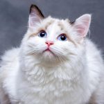 Wie lange wachsen Katzen? Und Kratzbäume fürs Wachstum