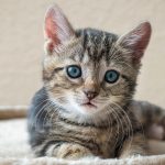 Warum miauen junge Katzen öfter als Erwachsene?