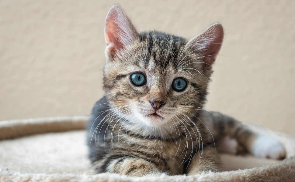 Warum miauen junge Katzen öfter als Erwachsene - Pawsometime