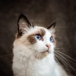 Welche Katze passt zu mir in einer Wohnung?