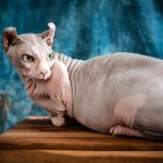 Welche Katzen haaren nicht? Wie senken Sie Katzenhaarpollution zu Hause?