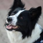 Wie viele Zähne hat ein Welpe – und wann wechseln Hunde ihre Zähne?