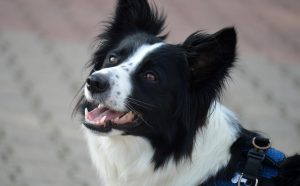 Wie viele Zähne hat ein Welpe - Pawsometime
