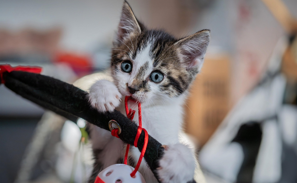 beschäftigungsspielzeug für katzen - Pawsometime
