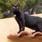 Wie sehen Katzen die Welt? Von Spielzeug bis Zuhause – Katzenperspektive
