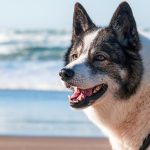Welche Farben können Hunde sehen? Können Hunde schlechter sehen als Menschen?