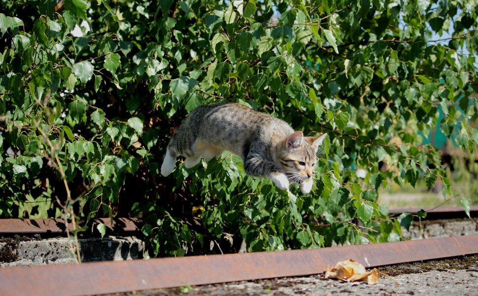 Spielzeug für Katzen zur Selbstbeschäftigung - Pawsometime