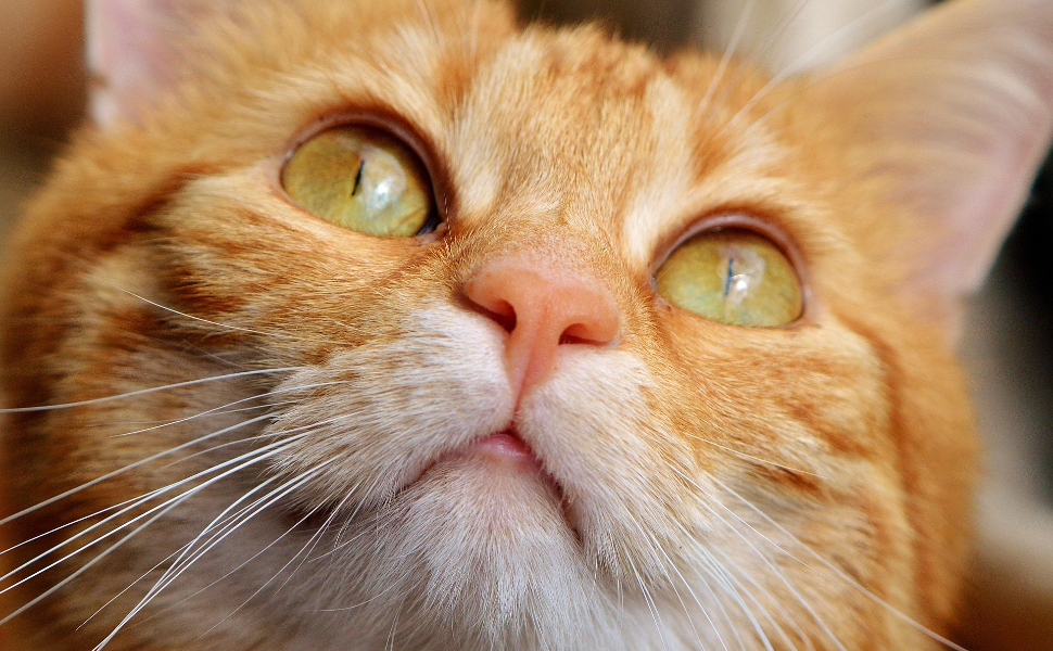 Welche Farben sehen Katzen - Pawsometime