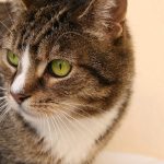 Welche Farben sehen Katzen? – Wie locken Farben Ihre Katze an?