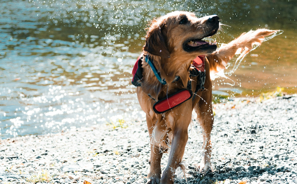 Hund spielt im Wasser - Pawsometime