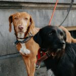 Wann ist ein Hund erwachsen? Wann beginnt die Ausbildung eines erwachsenen Hundes?