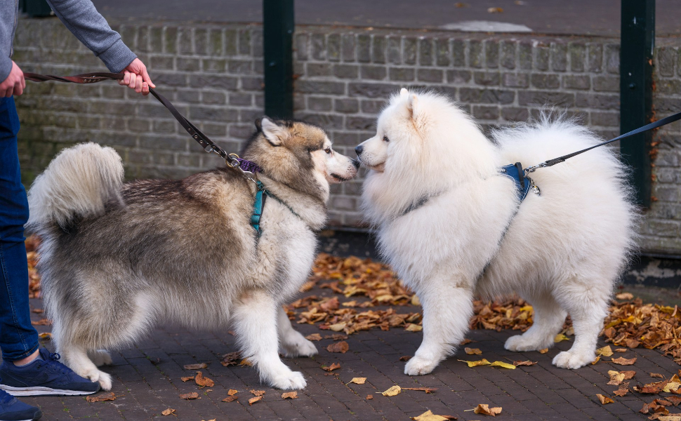 Husky und Samojede - Pawsometime