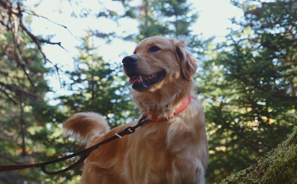 Golden Retriever - Pawsometime