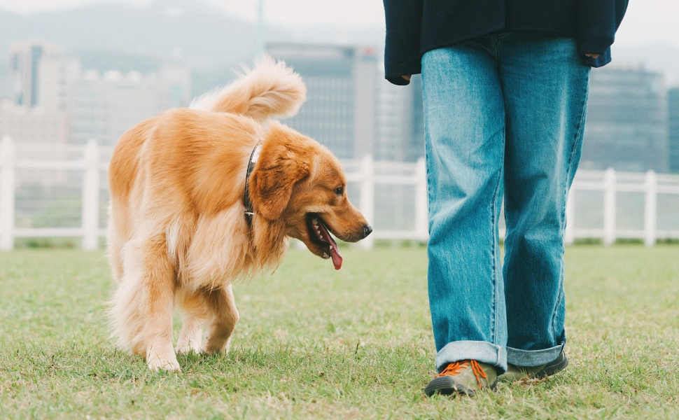 Hund und Herrchen - Pawsometime
