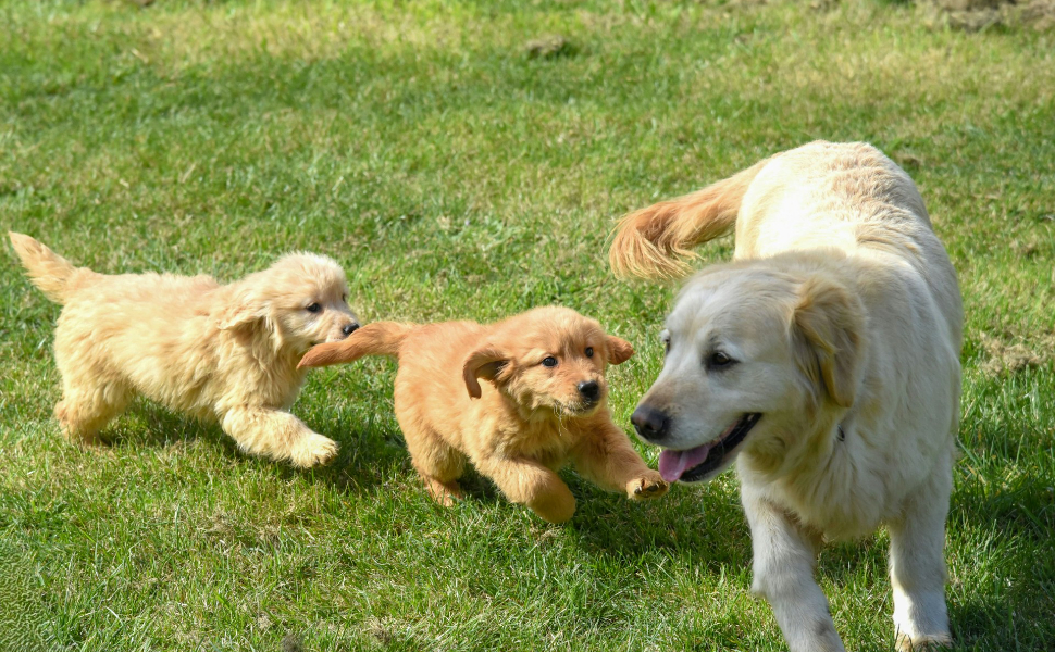 Welpen spielen zusammen - Pawsometime