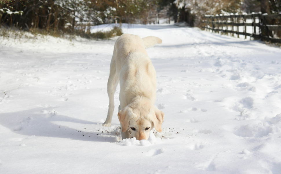 Hund riecht den Schnee - Pawsometime