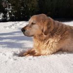 Wie lange schlafen Hunde? Schlafentwicklung von Geburt bis Erwachsenenalter