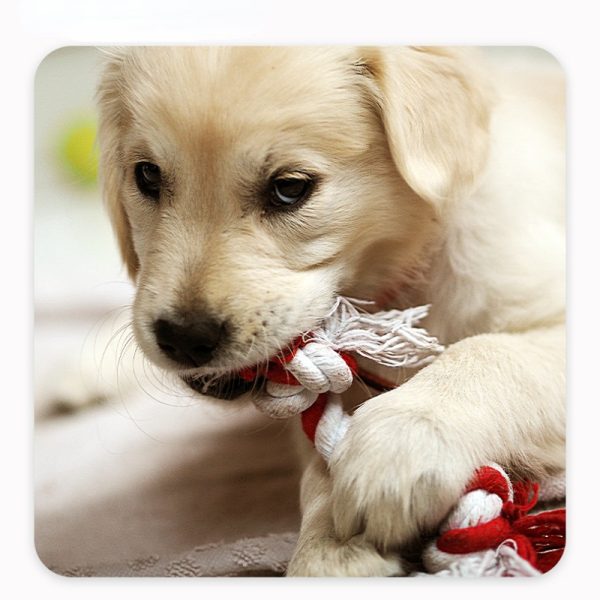 Hundespielzeug Unkaputtbar, Bunte Baumwollseilknoten für kleine und mittelgroße Hunde, Langlebig Geschenk für Hunde, 4er-Set – Bild 4