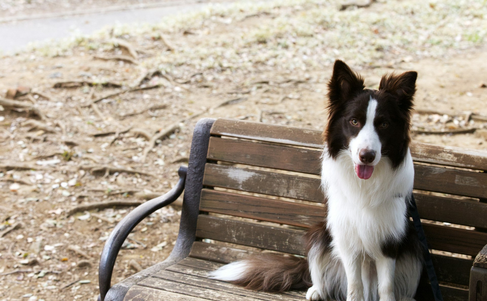 Welche Farben können Hunde sehen - Pawsometime