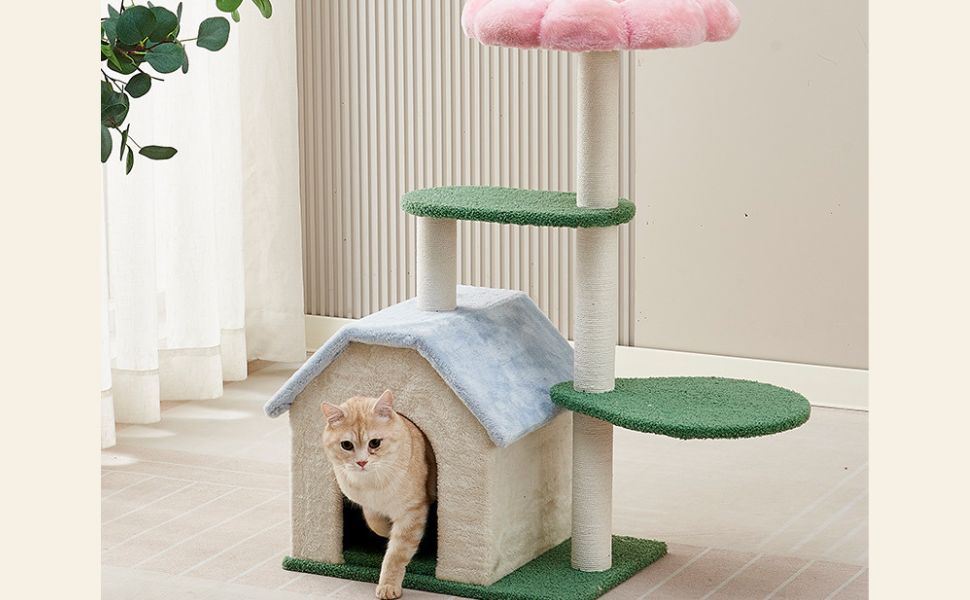 wie alt können katzen werden - Pawsometime