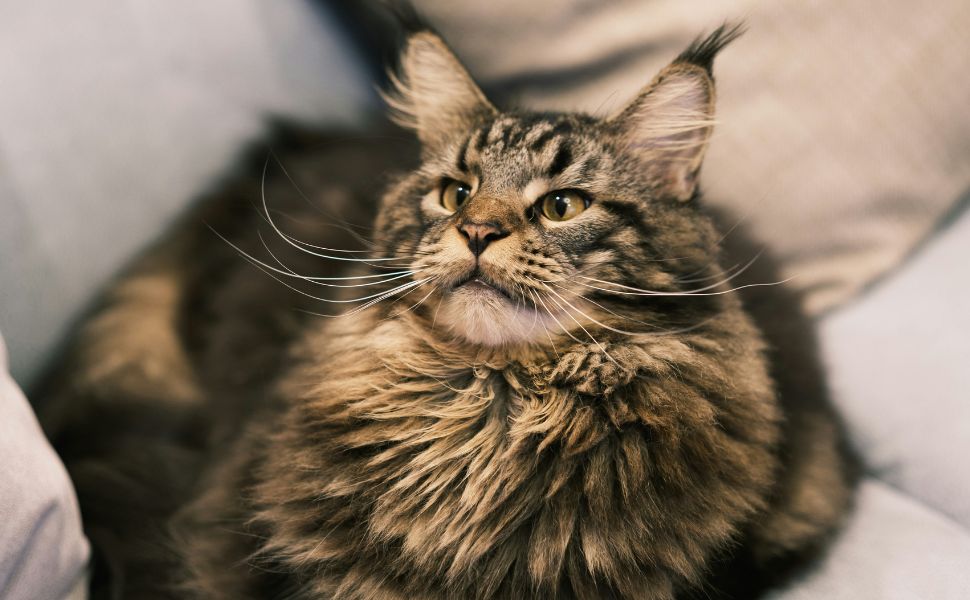 Maine Coon - Pawsometime