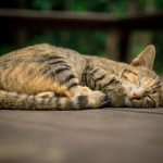Wie alt können Katzen werden? Faktoren, die die Lebenserwartung beeinflussen