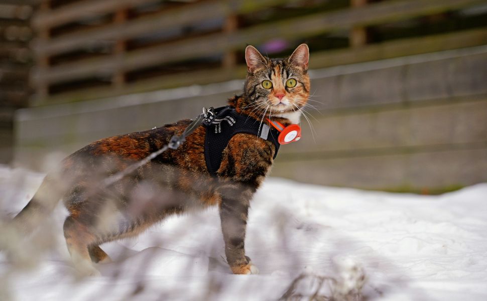 katze - Pawsometime