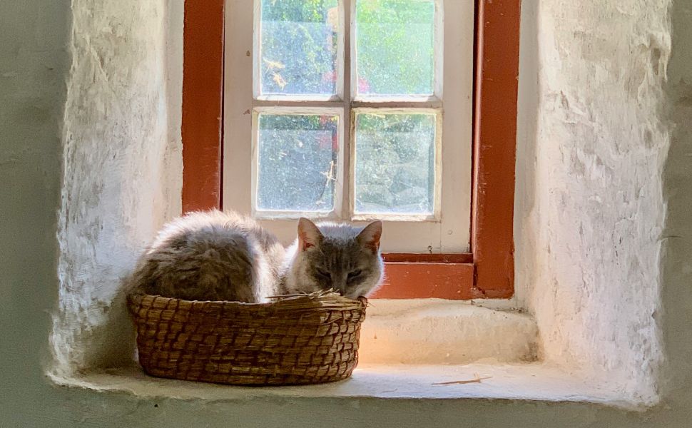 katzenbaum stabil - Pawsometime