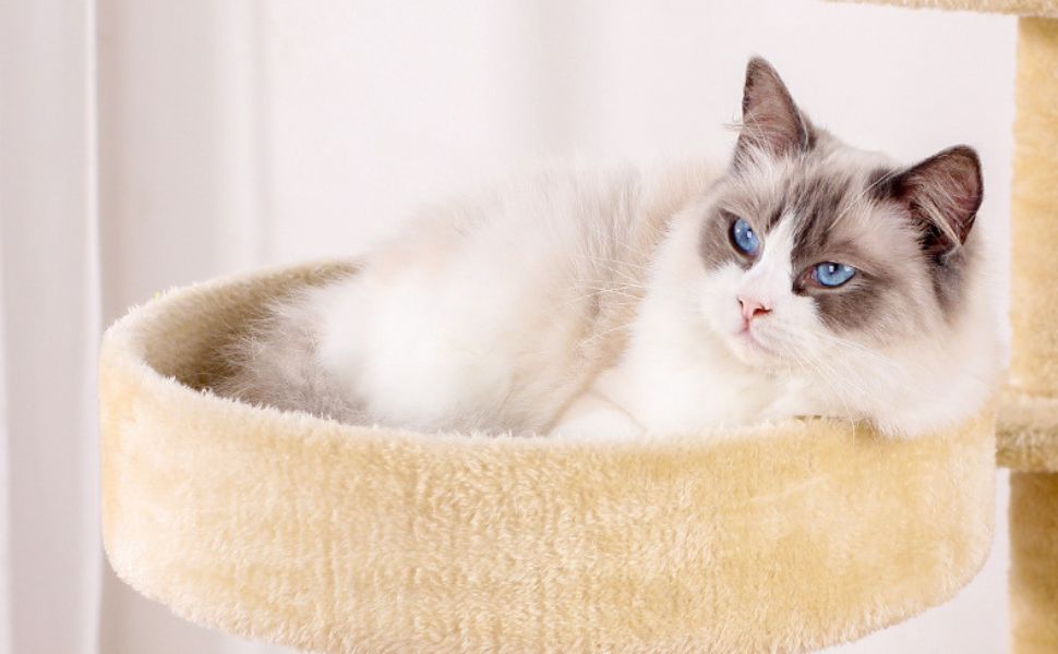 wie viele leben haben katzen - Pawsometime