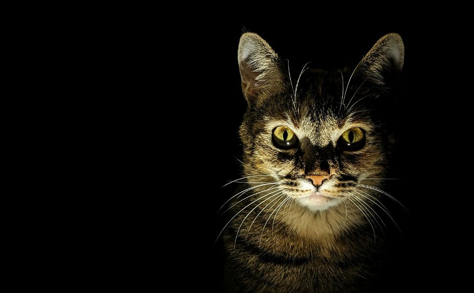 Katze im Dunkeln - Pawsometime