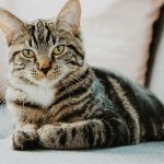 Können Katzen Farben sehen? Wie Farben ihre Vorlieben für Spiel und Entspannung beeinflussen