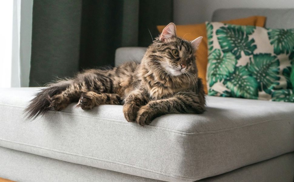 Katze und Zuhause - Pawsometime