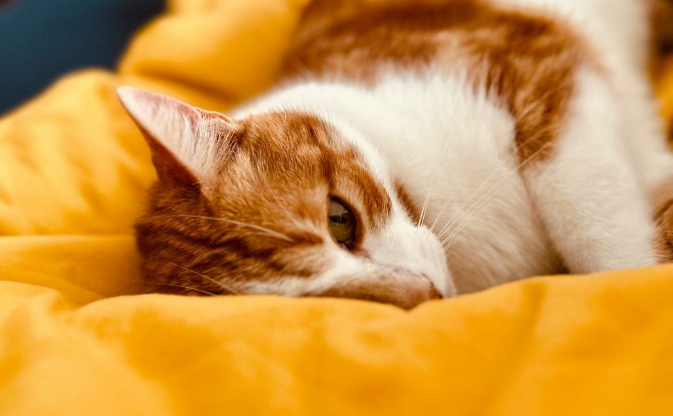 katzen – Pawsometime