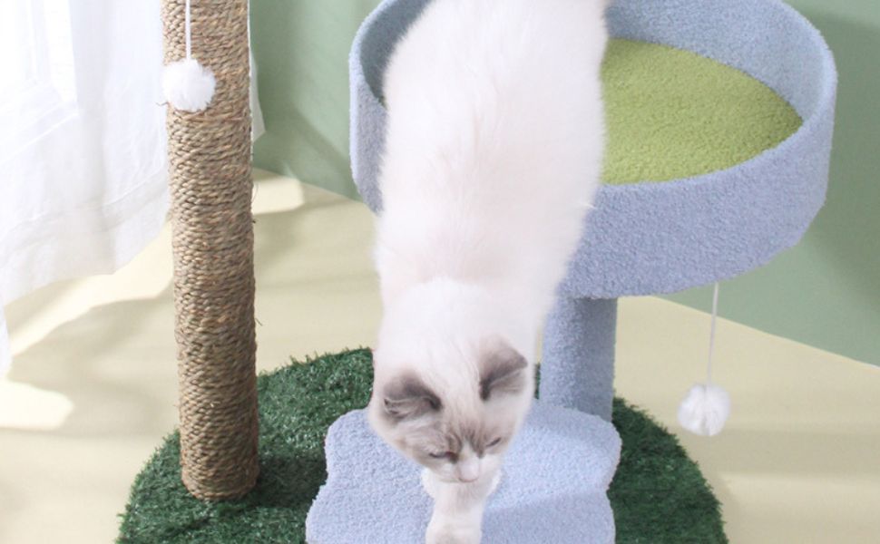 können katzen farben sehen - Pawsometime