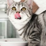 Was fressen Katzen am liebsten? Beliebte Nahrungsmittel für Katzen