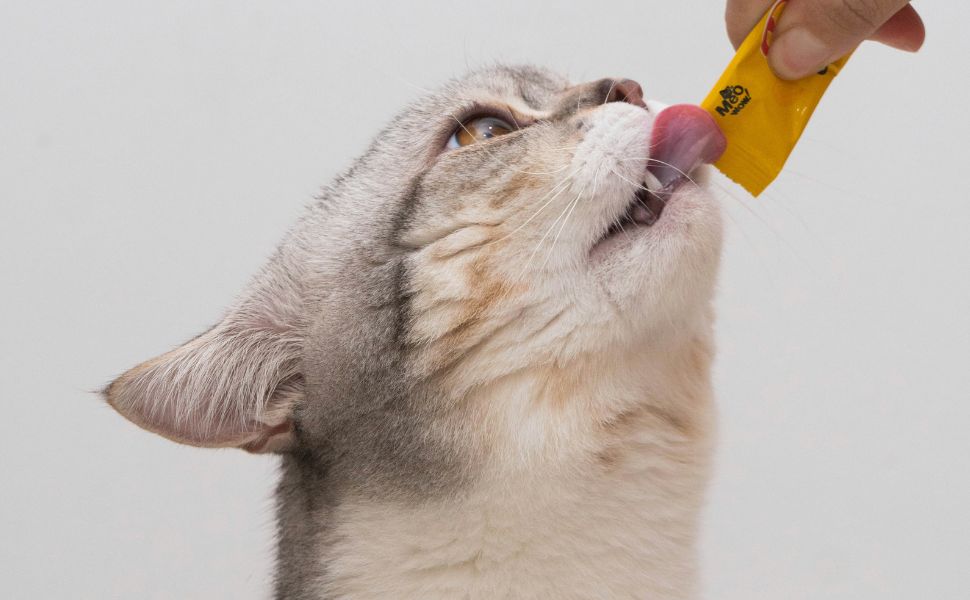 Katze und Snack - Pawsometime