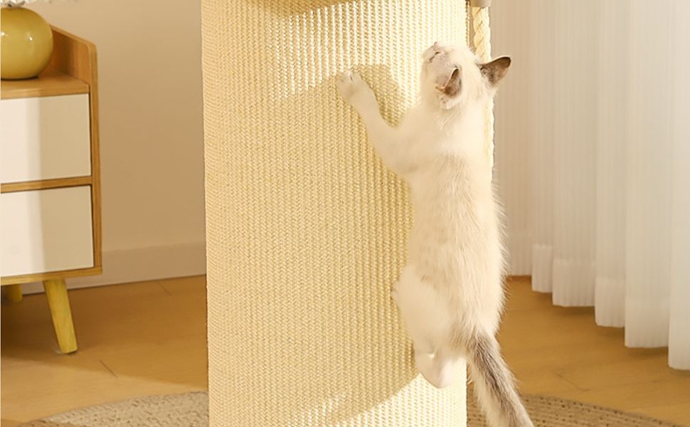 was fressen katzen - Pawsometime