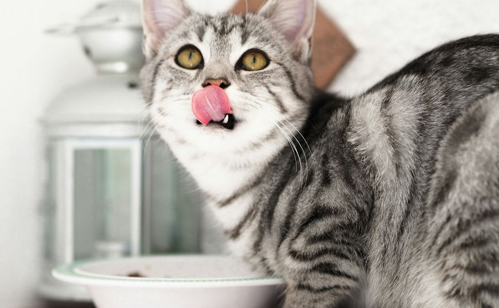 katzen – Pawsometime