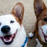 Wann sind Hunde ausgewachsen? Die Entwicklung von Welpen zu erwachsenen Hunden
