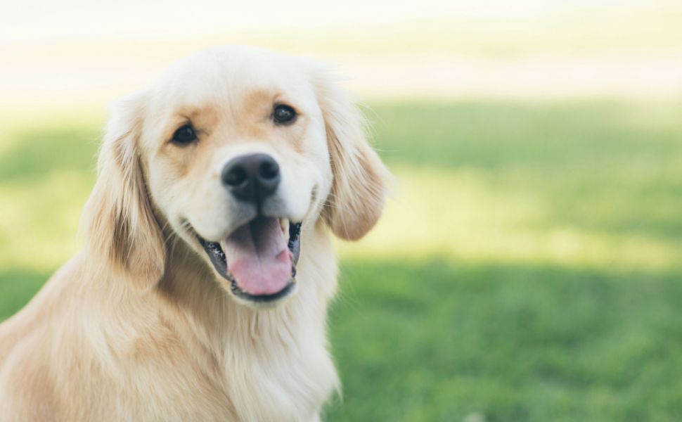Erwachsener Hund - Pawsometime