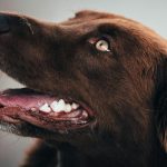 Die Vorteile von Kauknochen für Hunde: Wie sie helfen, die Zähne deines Haustiers gesund zu halten