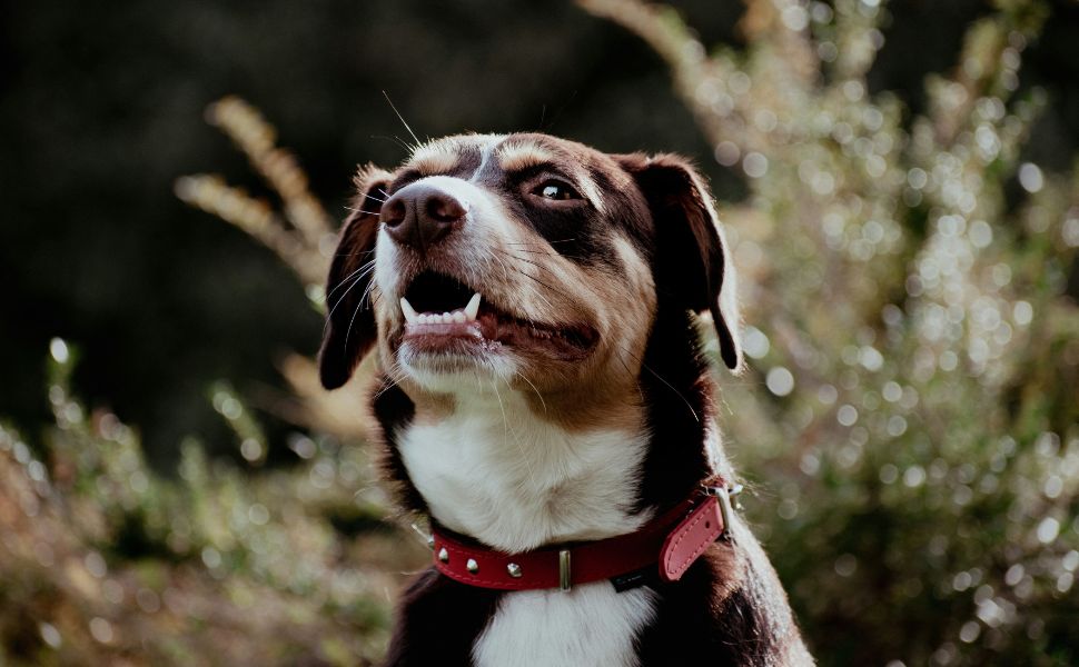 Hund - Pawsometime
