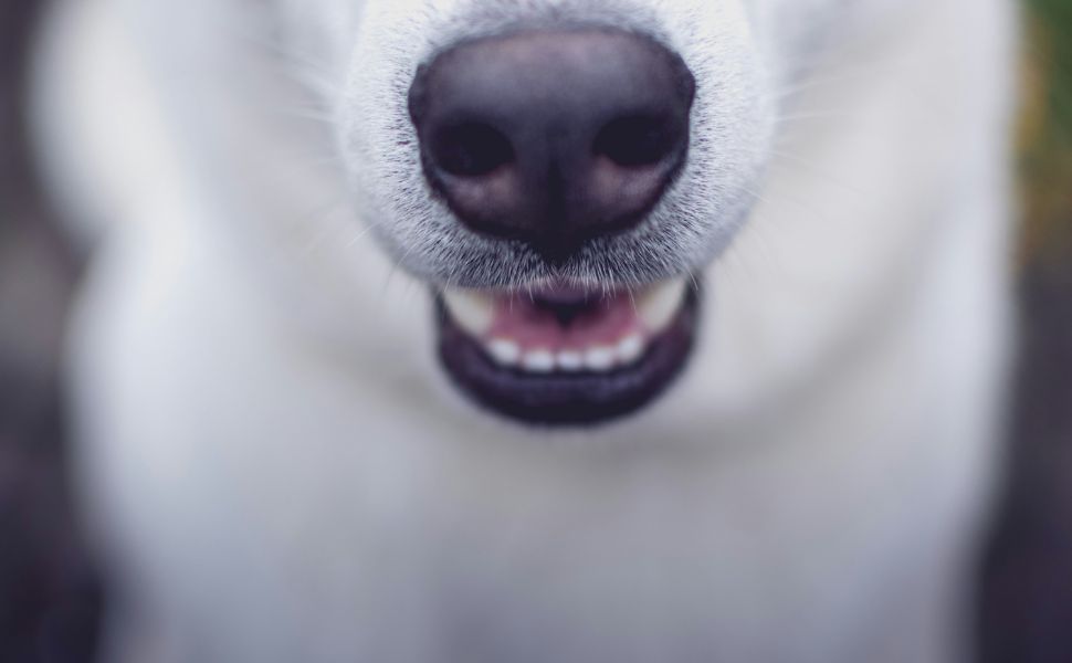 Zähne des Hundes - Pawsometime