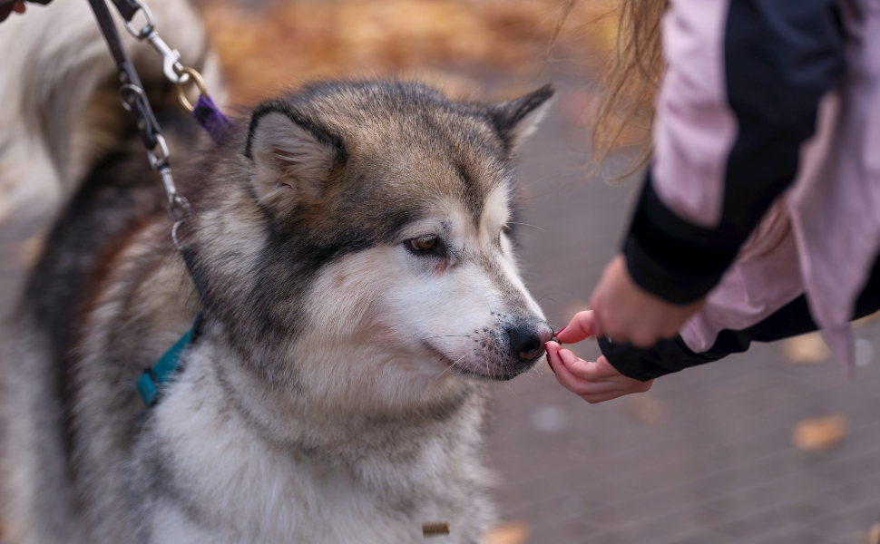 Hunde und Menschen - Pawsometime