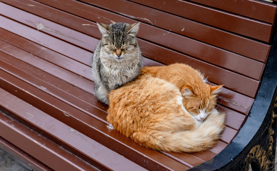Wie Lange Schlafen Katzen - Pawsometime