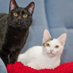 Das Kratzverhalten von Katzen verstehen: Warum Ihre Katze kratzt und wie Sie Möbel schützen