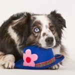 Plüschspielzeug für ängstliche Hunde: Beruhigende Lösungen bei Trennungsangst