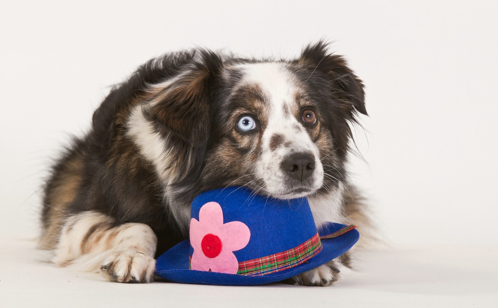 Plüschspielzeug für ängstliche Hunde - Pawsometime