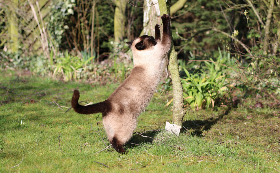 Katzenkratz- und Reckspielzeug – Pawsometime