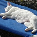 Abenteuerspielplatz für Ihre Katze - Pawsometime